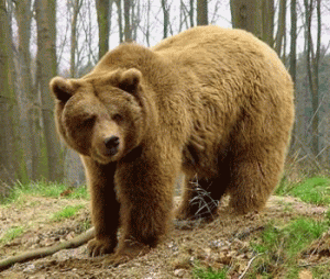 Brown-bear-1-300x254